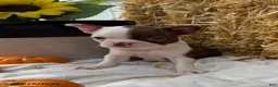 Boston Terrier dogs for sale: Wendell - Ad 2