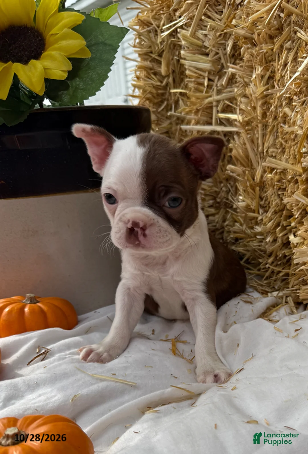 Boston Terrier dogs for sale: Wendell - Ad 2
