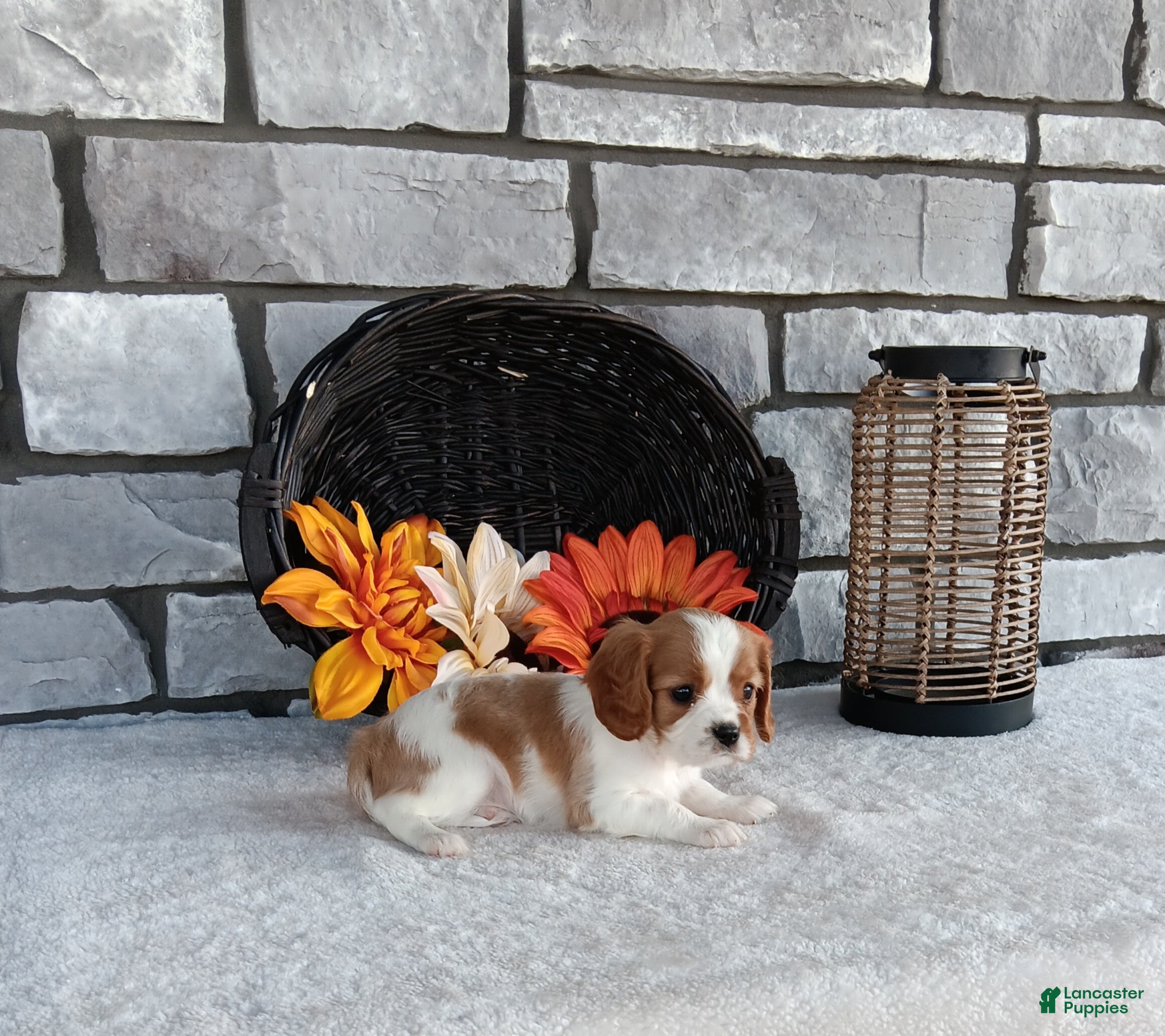 Cavalier King Charles Spaniel dogs for sale: Taffy - Ad 2