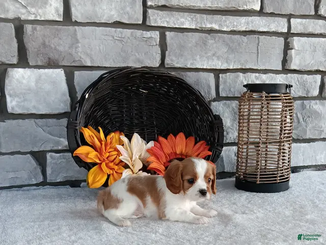 Cavalier King Charles Spaniel dogs for sale: Taffy - Ad 2
