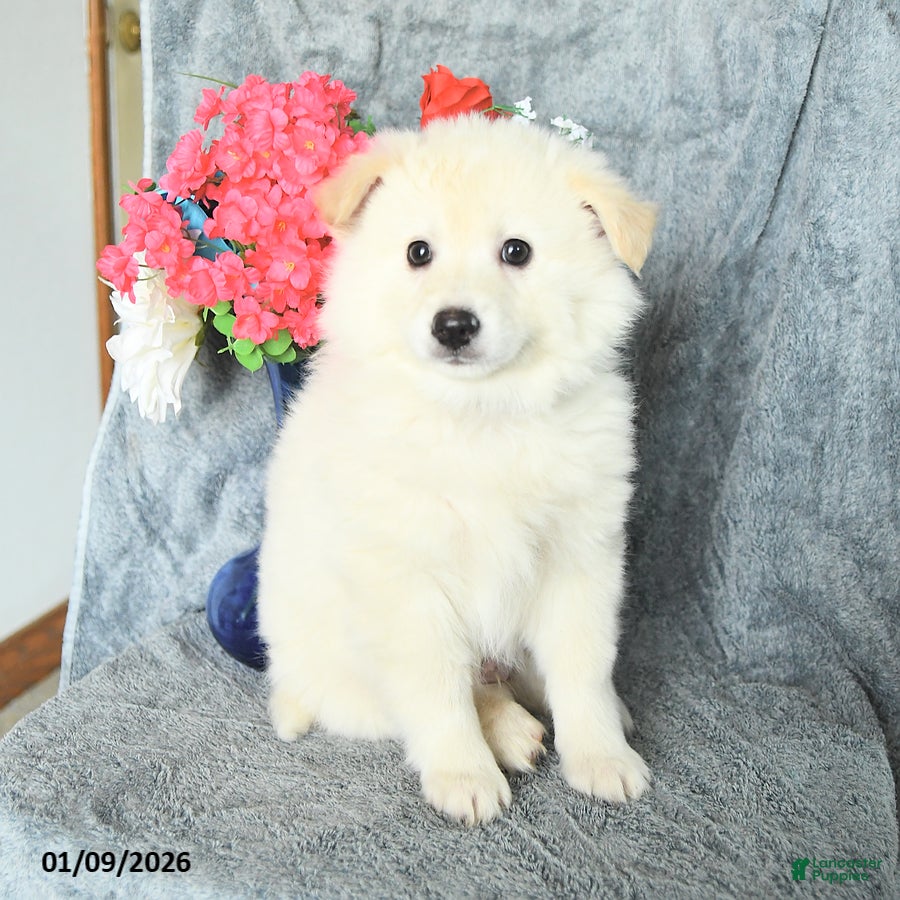 American Eskimo dogs Edward - Ad 2