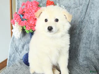 American Eskimo dogs Edward - Ad 2