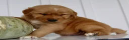 Golden Retriever dogs for sale: Brickel Male AKC Golden Retriever - Ad 3
