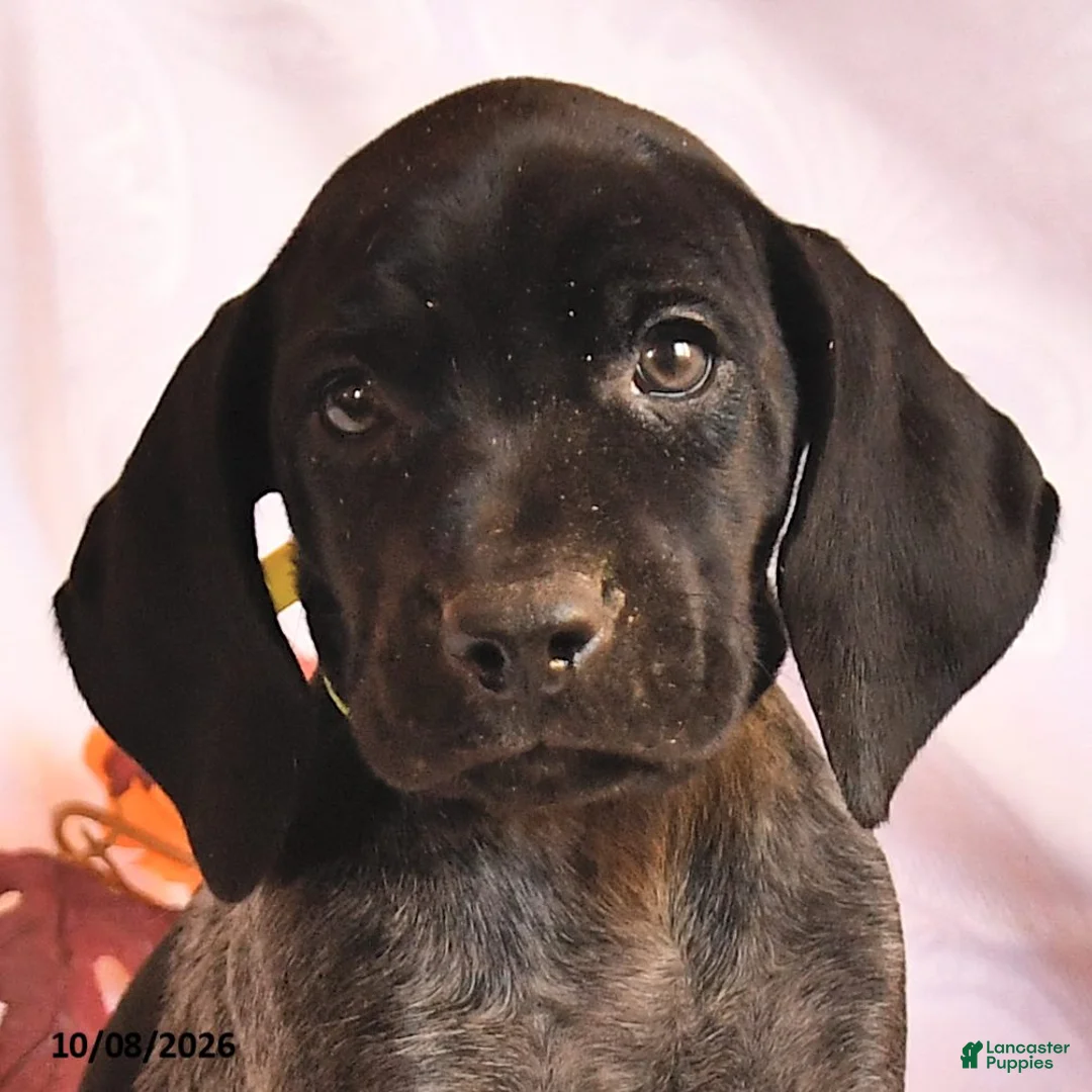German Shorthaired Pointer dogs for sale: Charmer - Ad 3