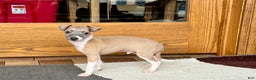 Italian Greyhound dogs for sale: Gerald - Ad 4