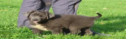 Newfoundland dogs for sale: Tina - Ad 3