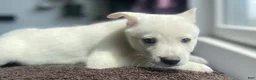 Alaskan Klee Kai dogs for sale: Storm Cloud (Stormy) - Ad 3