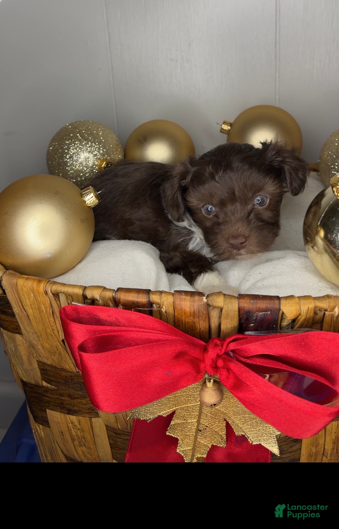 Yorkiepoo dogs Teddy - Ad 16