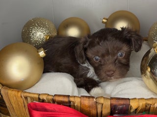 Yorkiepoo dogs Teddy - Ad 1