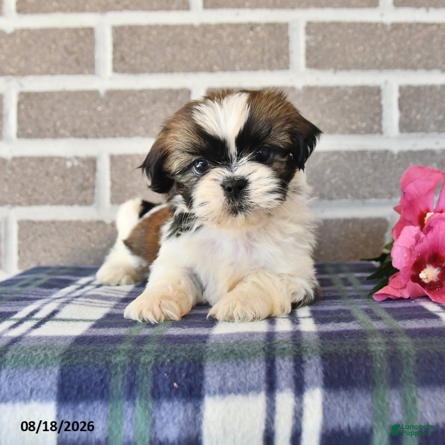 Shih Tzu dogs Pearl - Ad 1