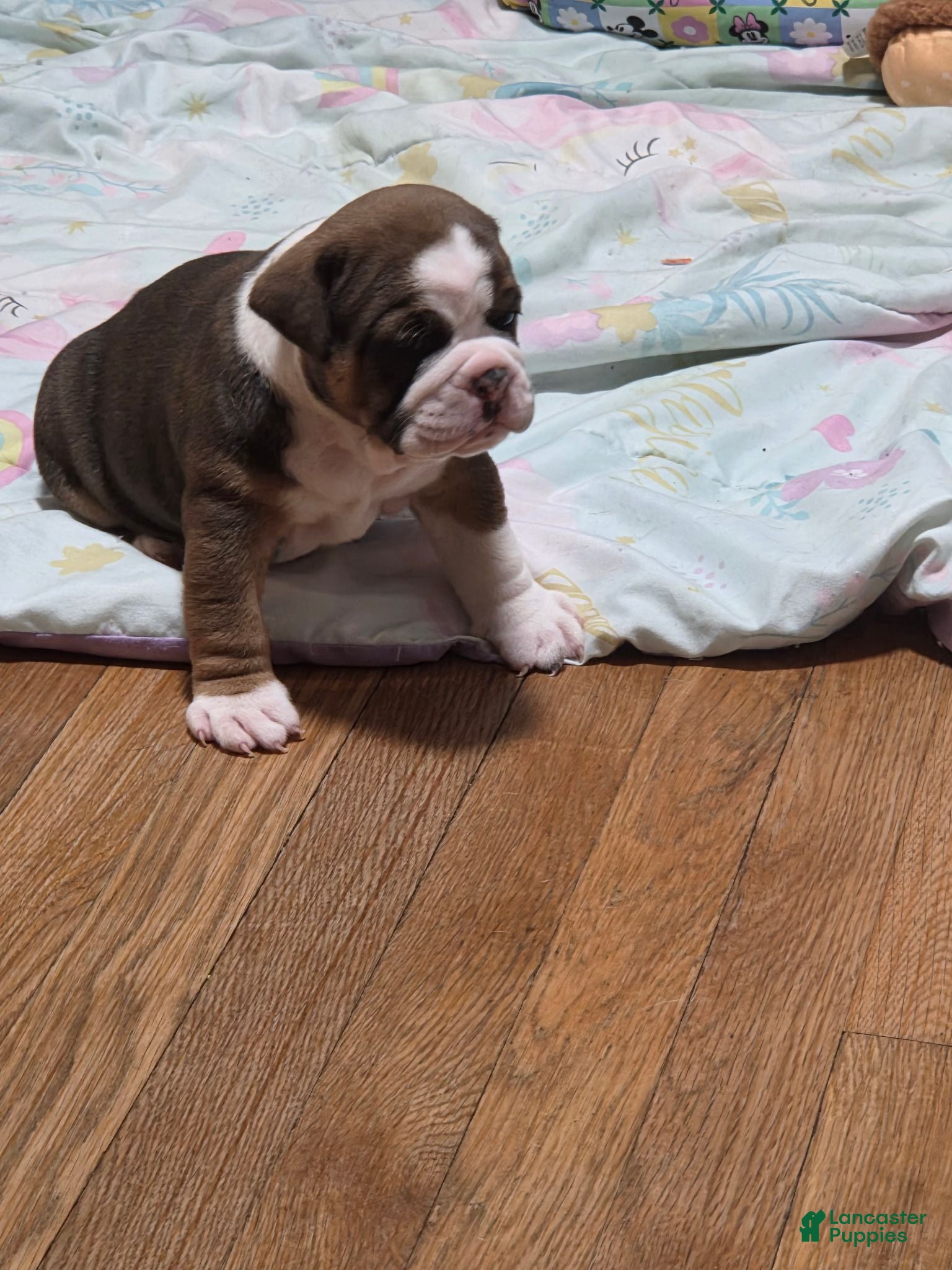 Mixed Breed dogs Evangeline  - Ad 5