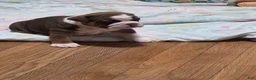 Mixed Breed dogs for sale: Evangeline  - Ad 1