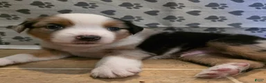 Duncan
