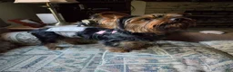 Yorkshire Terrier dogs for sale: Yorkshire Terrier Puppy 1 - Ad 3