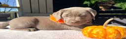Labrador Retriever dogs for sale: Sienna - Ad 3