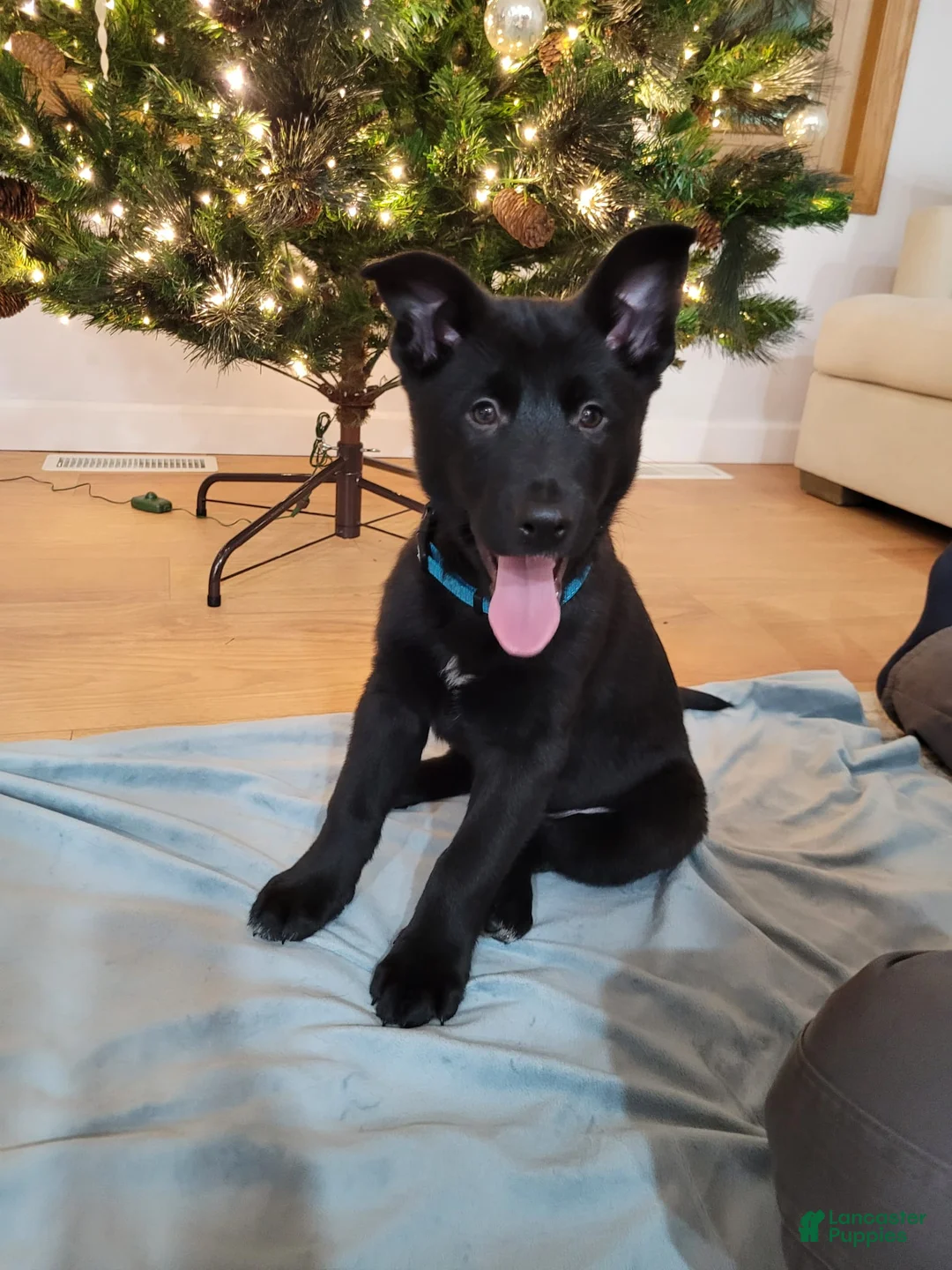 Mixed Breed dogs for sale: Blue - Ad 2