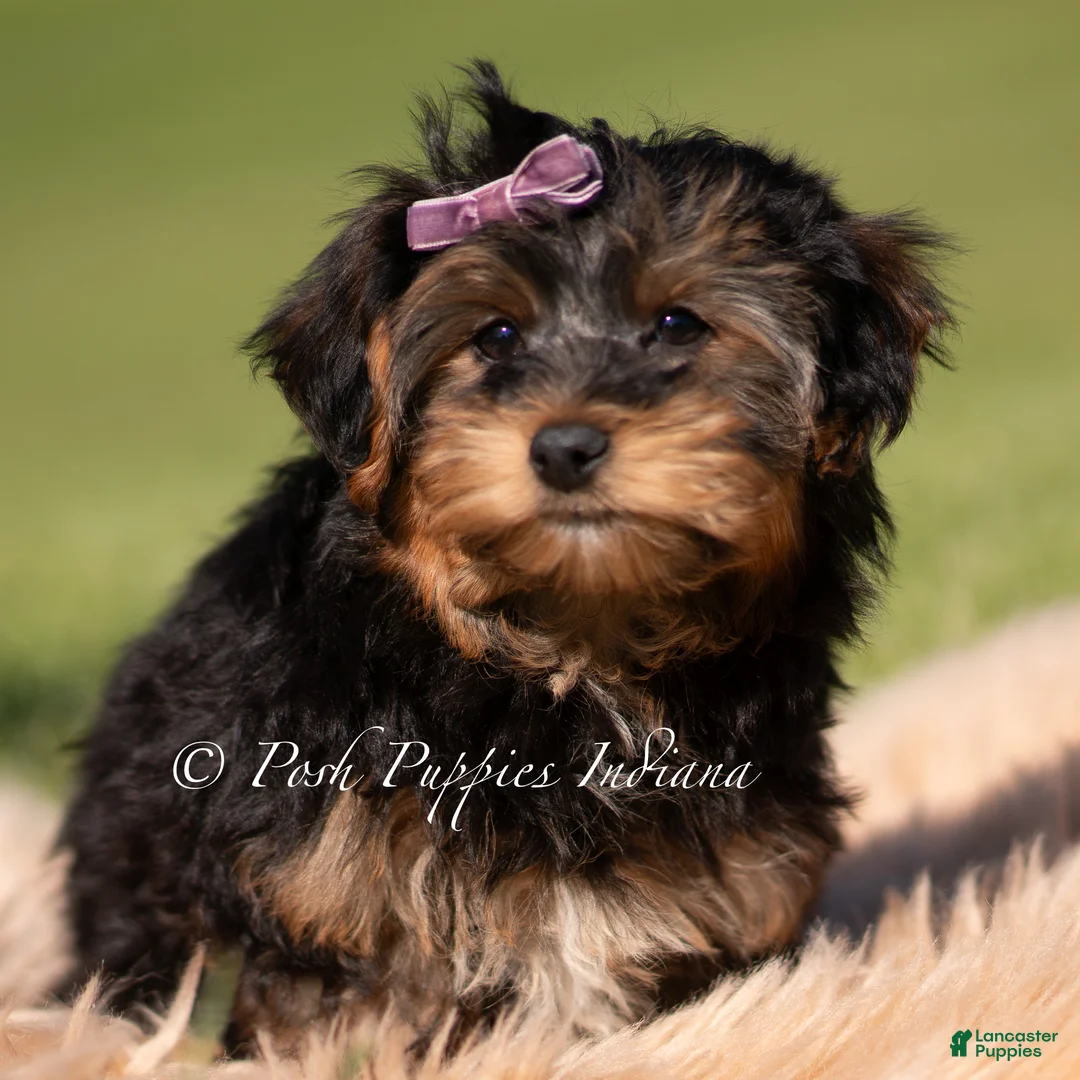 Yorkiepoo dogs for sale: Ziggy - Ad 2