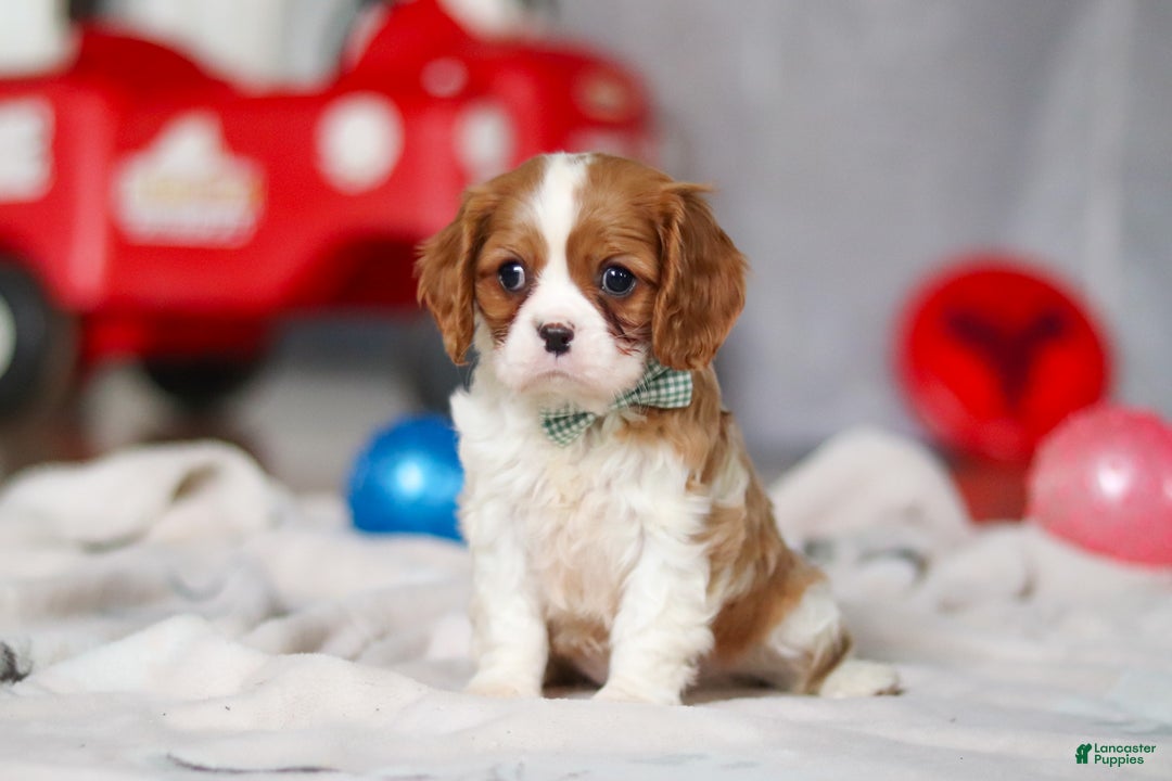 Cavalier King Charles Spaniel dogs for sale: Ace - Ad 3