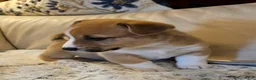 Mixed Breed dogs for sale: Apollo - Ad 4