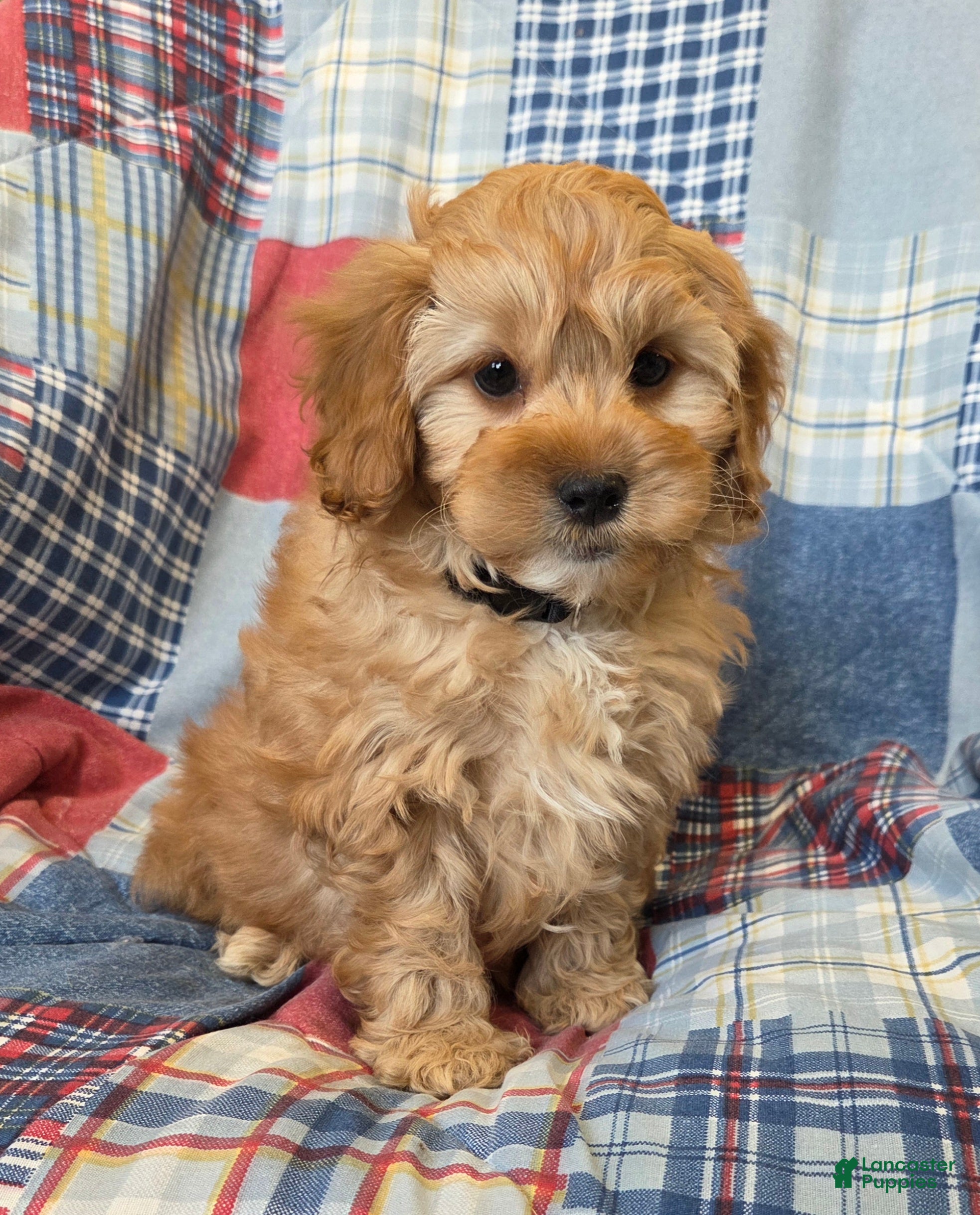 Cavapoo dogs Biscotti - Ad 1