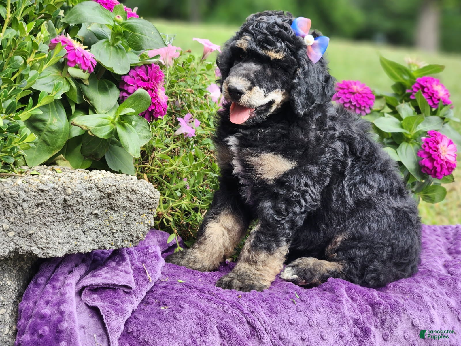 Standard Poodle dogs Ember - Ad 1