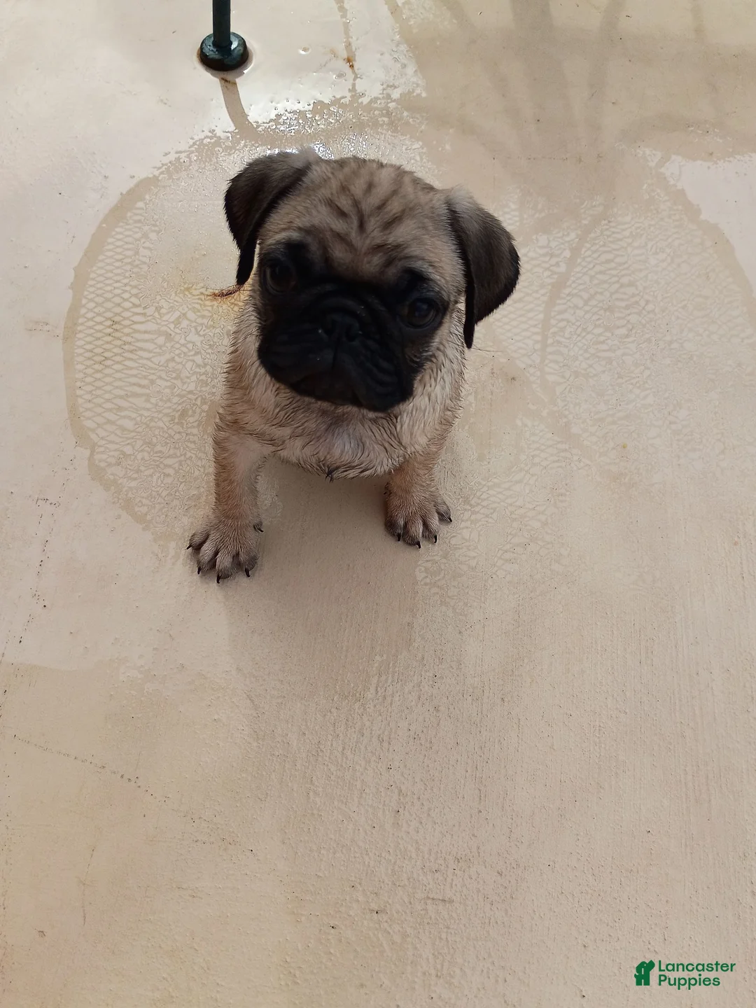 Pug dogs for sale: Pug 1 - Ad 2
