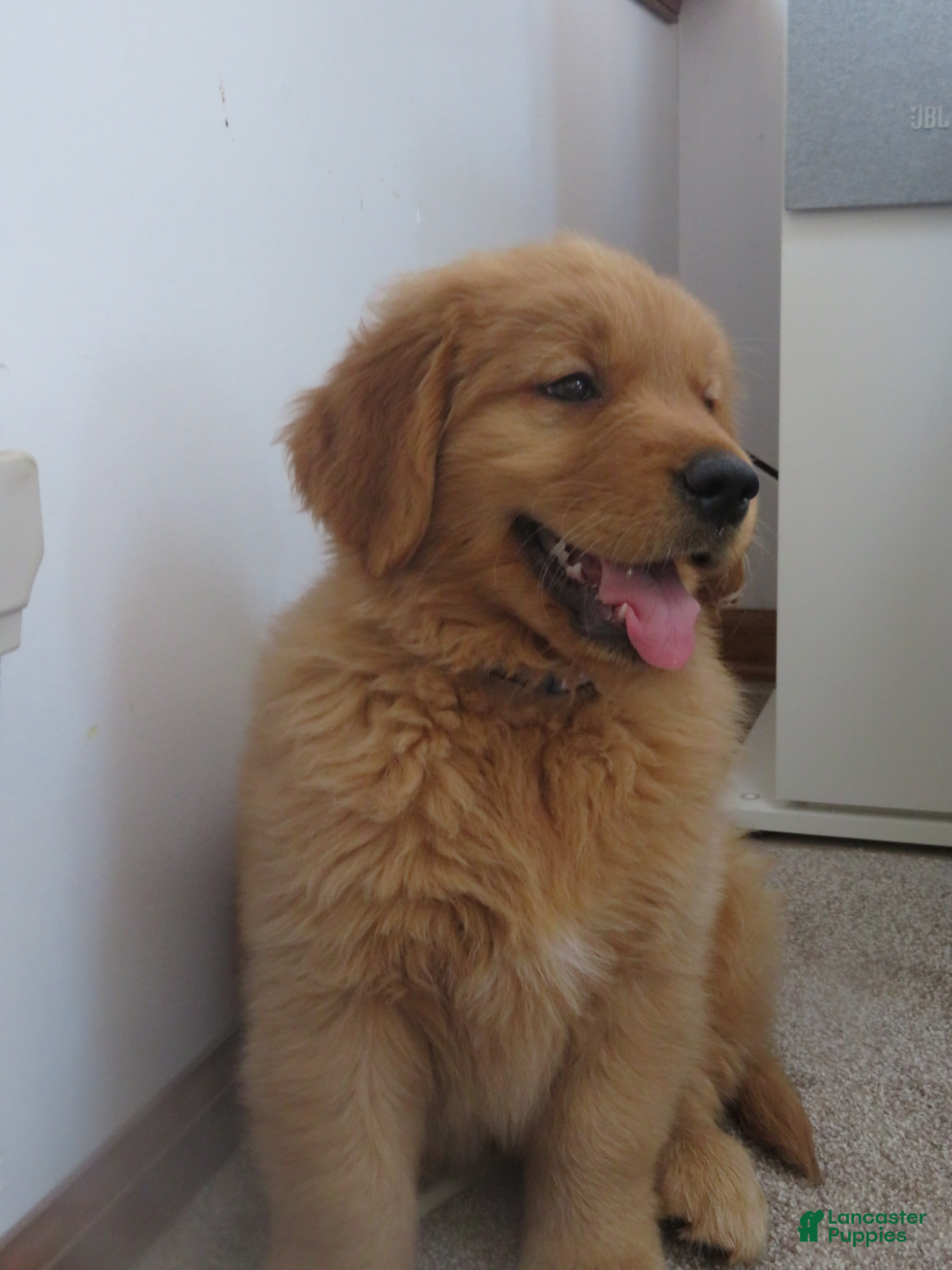 Golden Retriever dogs THEO - CHAMPION LINE - Ad 1