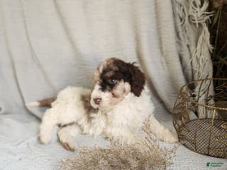 Bernedoodle dogs Leah - Ad 23