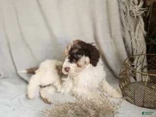 Bernedoodle dogs Leah - Ad 36