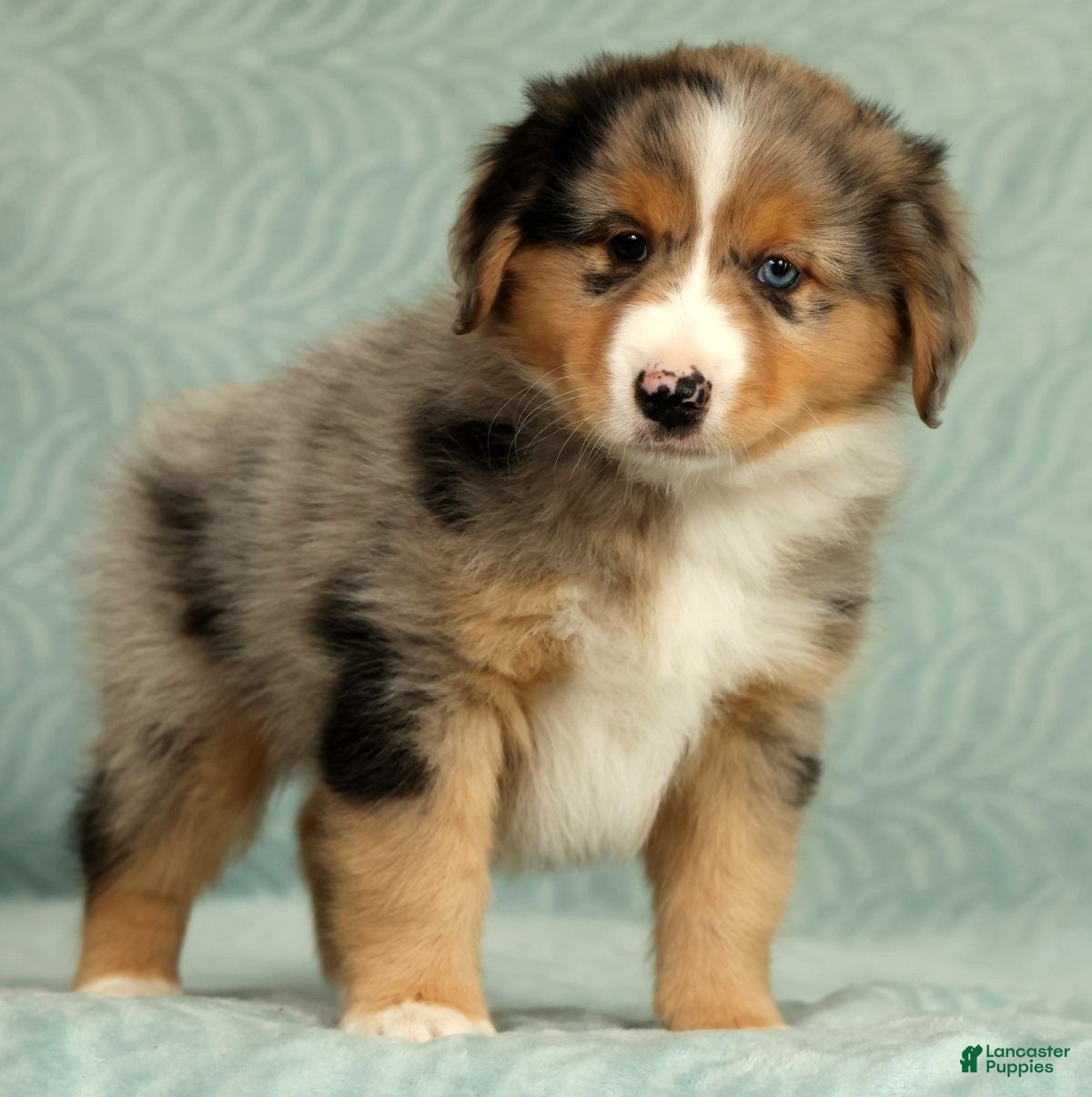 Australian Shepherd dogs for sale: Hunter - Ad 2