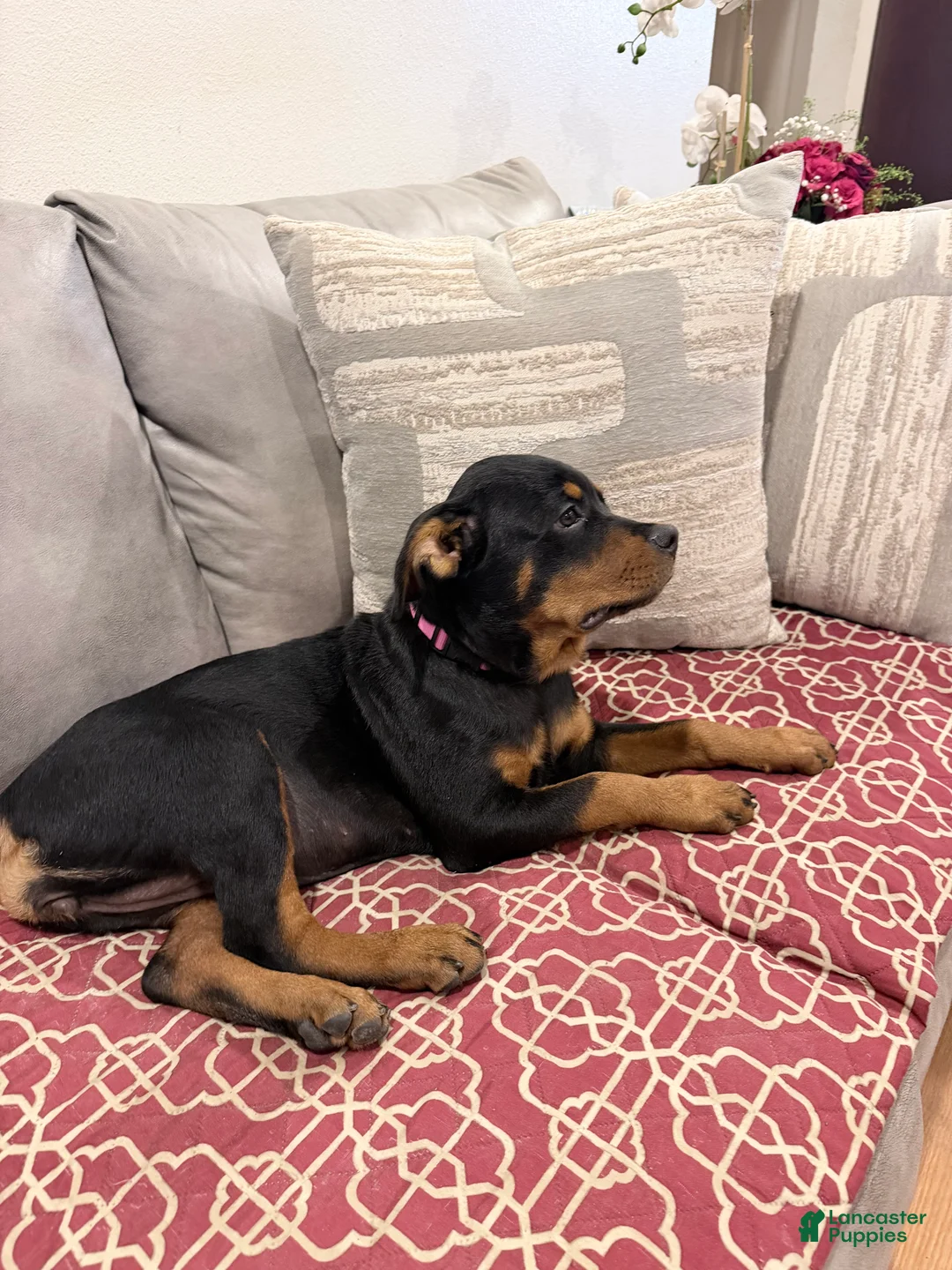 Rottweiler dogs for sale: Light pink Collar Girl - Ad 1