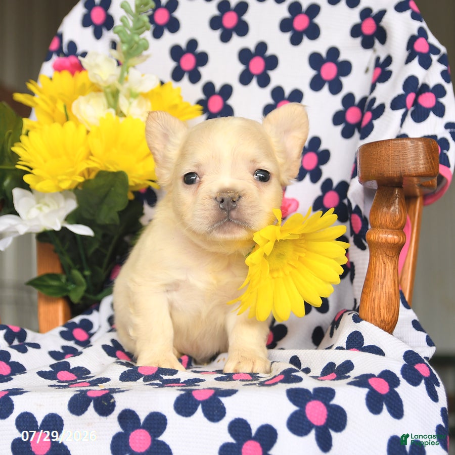 French Bulldog dogs Piper - Ad 1