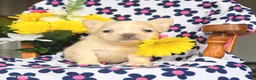 French Bulldog dogs for sale: Piper - Ad 1