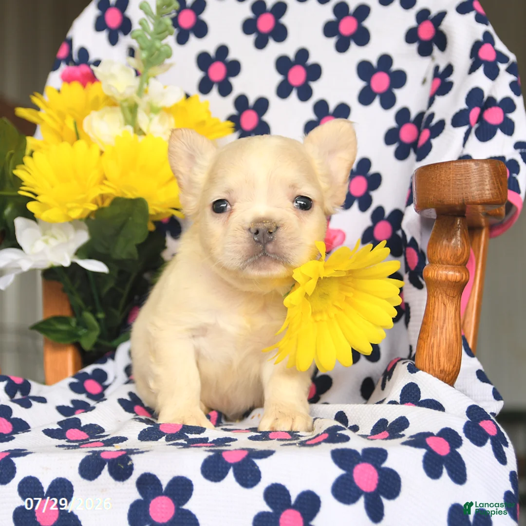 French Bulldog dogs for sale: Piper - Ad 1