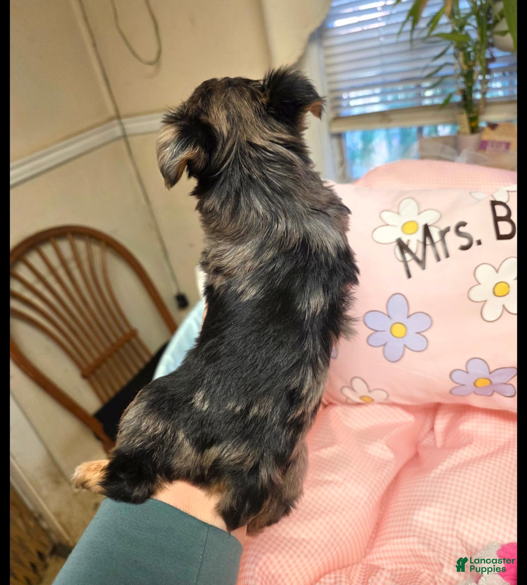 Yorkshire Terrier dogs for sale: Yorkshire Terrier  Merle girl #3 - Ad 2