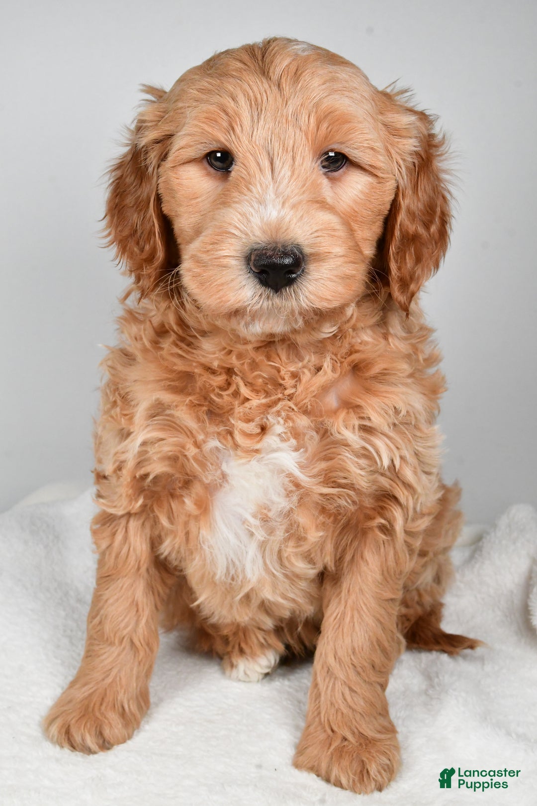 Mini Goldendoodle dogs for sale: Theo - Ad 2