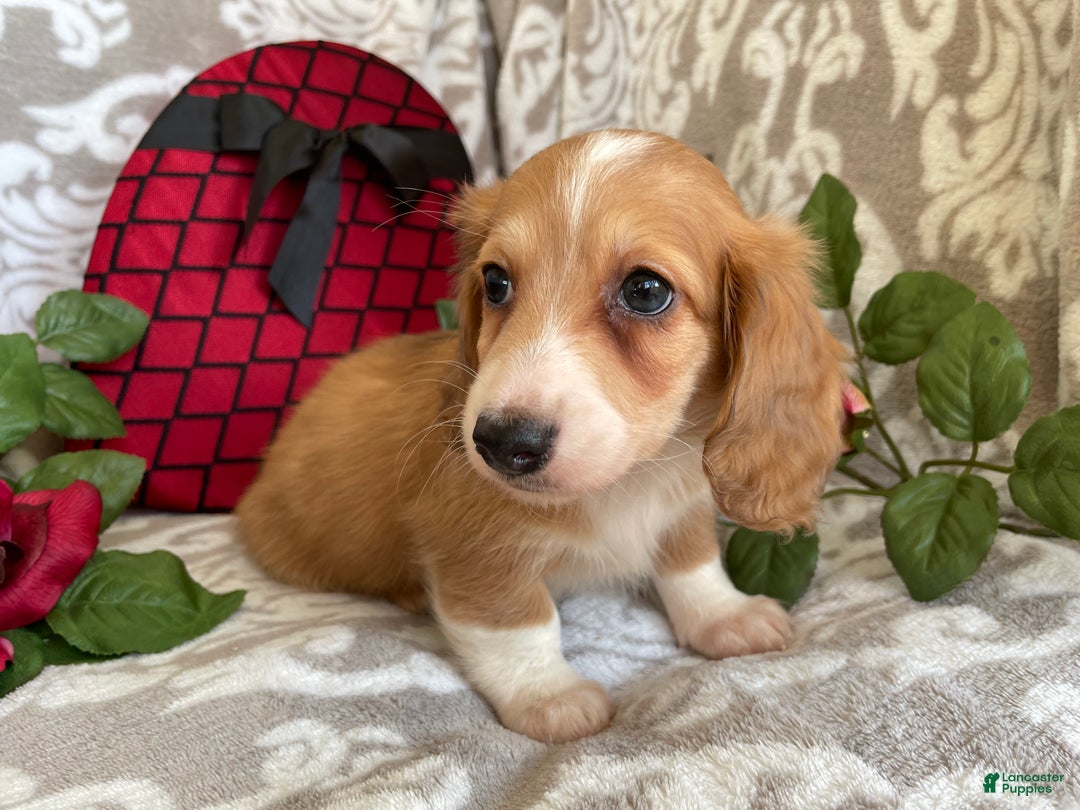 Miniature Dachshund dogs for sale: Blake - Ad 8