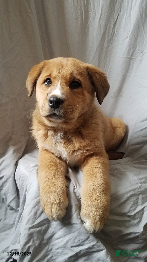 Mixed Breed dogs Rosie - Ad 37