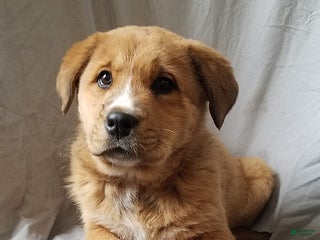 Mixed Breed dogs Rosie - Ad 6