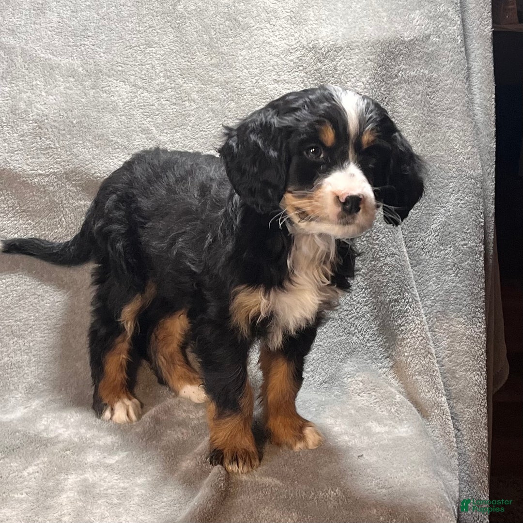 Mixed Breed dogs for sale: Gunner - Ad 5