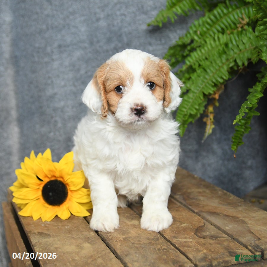 Cavachon dogs Kappuccino  - Ad 1