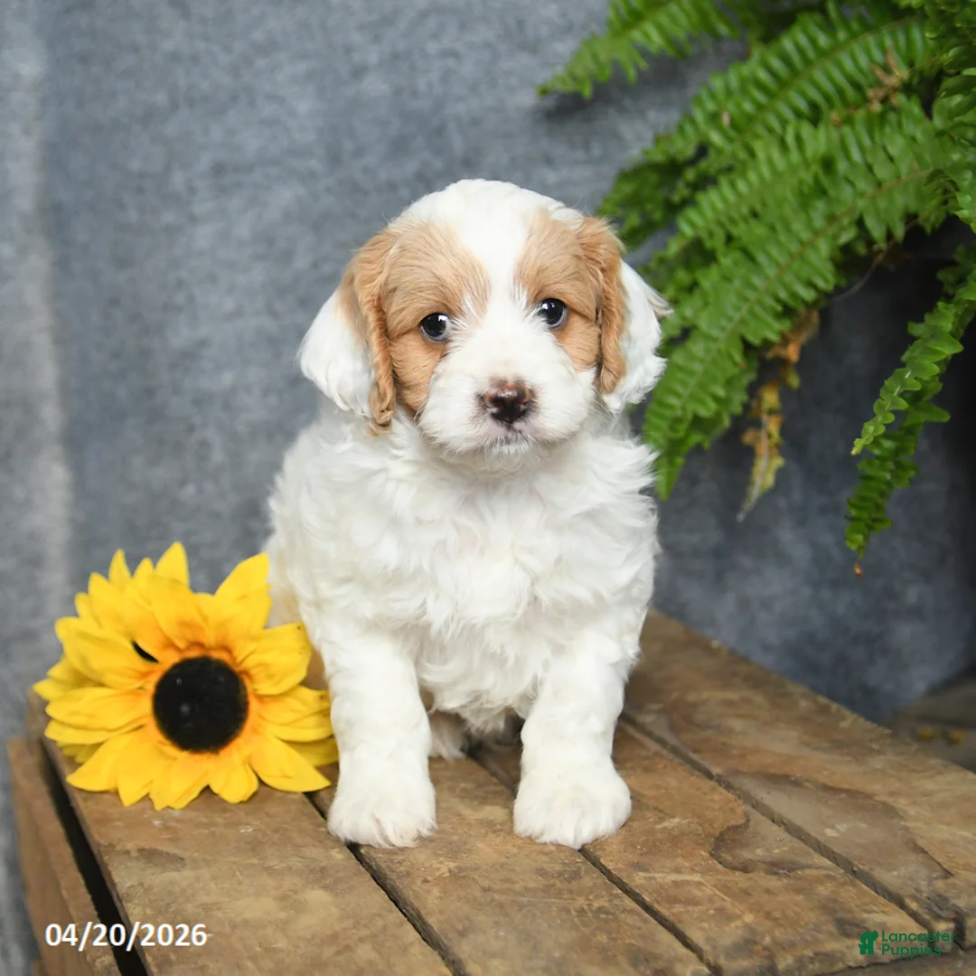 Cavachon dogs for sale: Kappuccino  - Ad 1