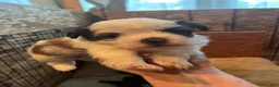 Shih Tzu dogs for sale: Bella - Ad 6