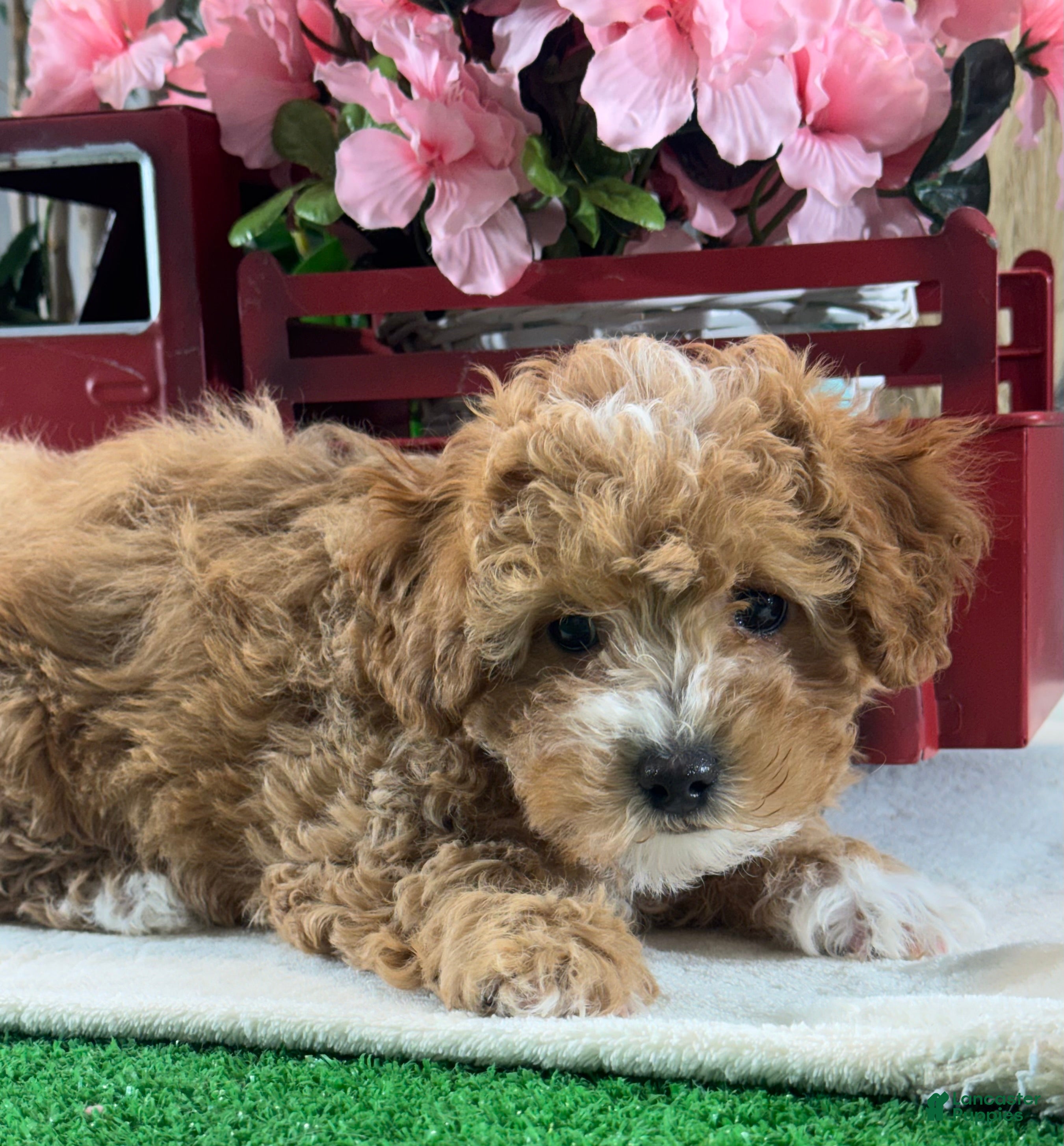 Toy Poodle dogs Nigel - Ad 31