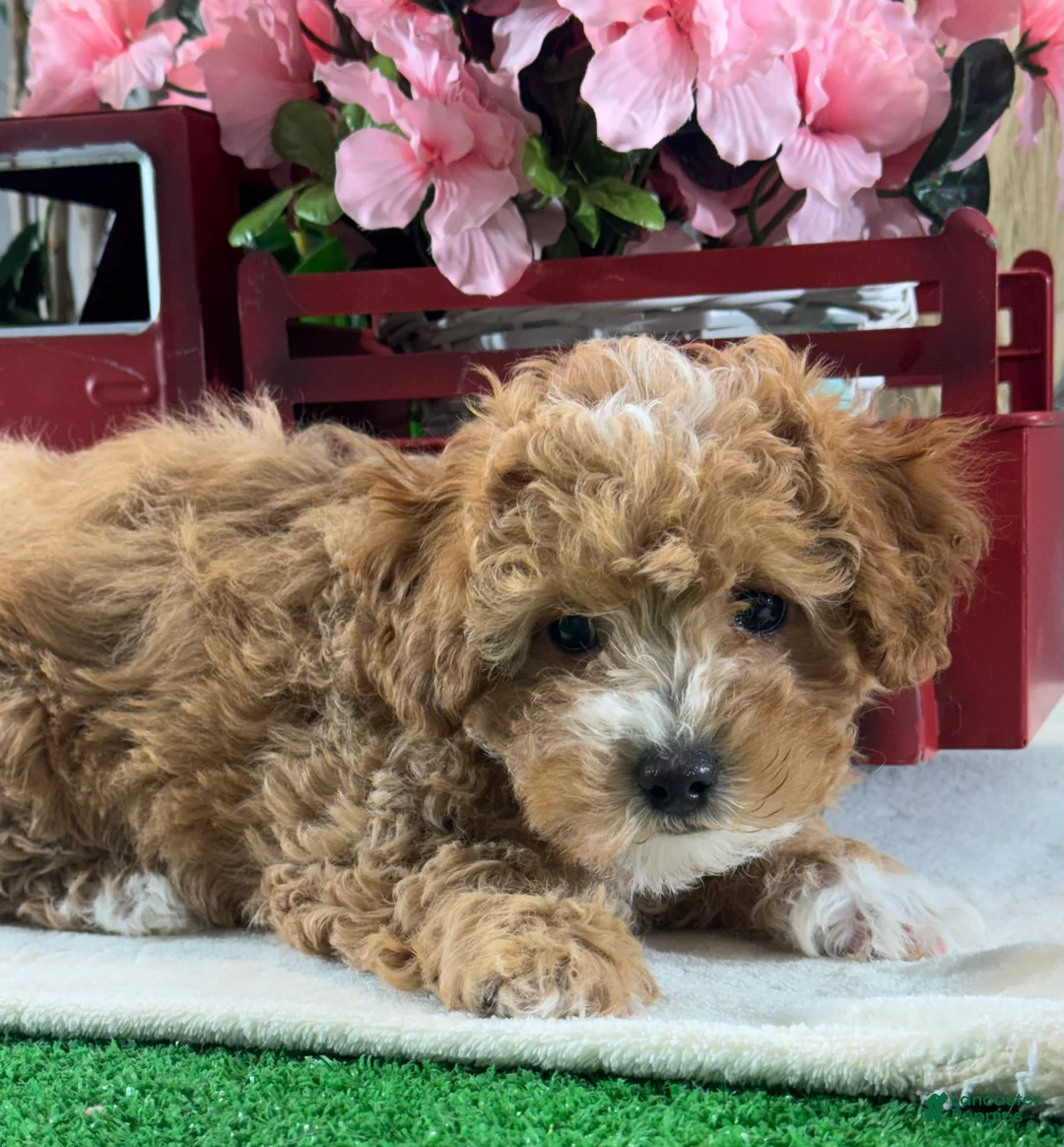 Toy Poodle dogs for sale: Nigel - Ad 1