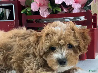 Toy Poodle dogs Nigel - Ad 31