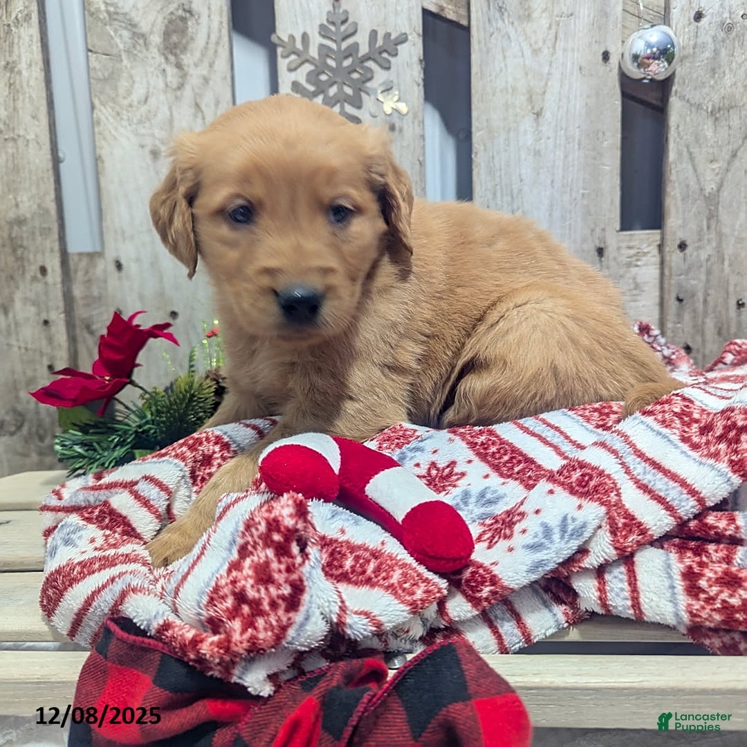 Golden Retriever dogs for sale: Peppermint - Ad 5
