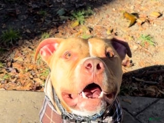 Mixed Breed dogs - Ad 33