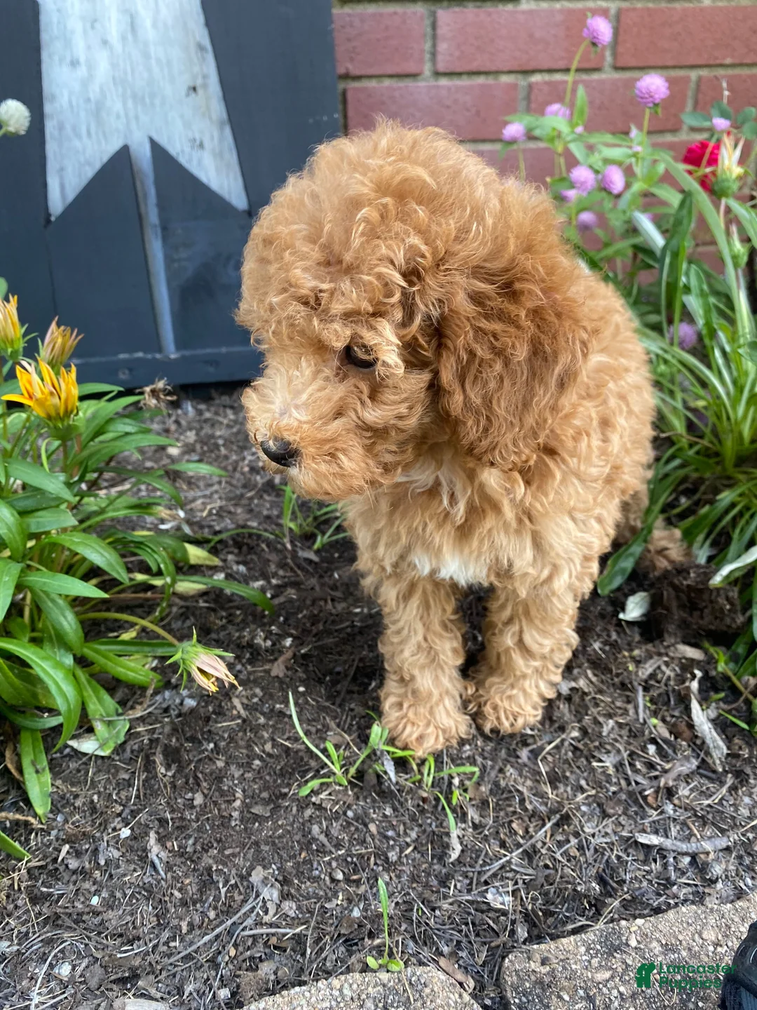 Miniature Poodle dogs for sale: Winnie - Ad 11