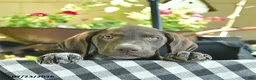 German Shorthaired Pointer dogs for sale: Jasper  - Ad 3